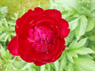 Васильєва Інна